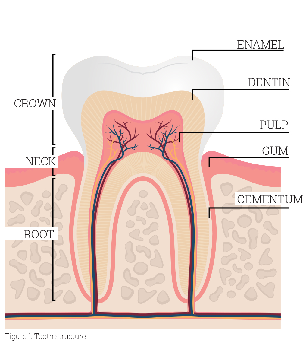 Why is it important to start an early infant oral hygiene routine on