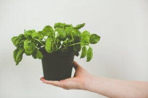 Plants such as basil, geranium and lavender help repel mosquitoes.