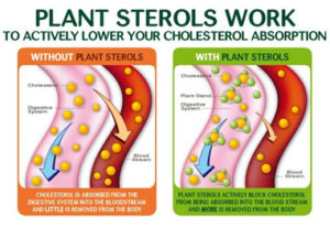 Plant sterols in Flora products actively lower your cholesterol.