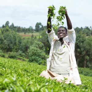 PG Tips Supporting tea harvesting communities